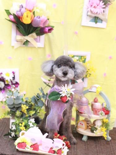 20230323タルトくん